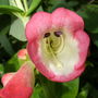 Penstemon ' Melting Candy '