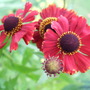 Helenium 'Red Jewel' (Helenium autumnale (American Sneezeweed))