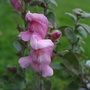 Antirrhinum_hispanicum_hisp