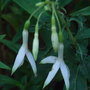 Fuchsia 'Hawkshead' - 2009 (Fuchsia)