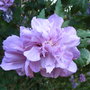 Hibiscus syriacus 'Lady Bracknell' - 2009 (Hibiscus syriacus)