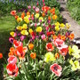Tulip border