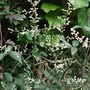 Artemisia_lactiflora__guizho_