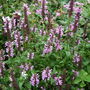 Nepeta 'Pink Cat' (Nepeta nervosa 'Pink Cat')
