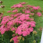 Achillea 'Wesersandstein' (Achillea millefolium (Yarrow))