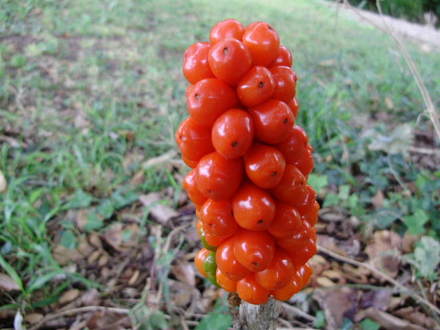 Lords & Ladies (Cuckoo Pint) Berries (Arum italicum (Lords and ladies))