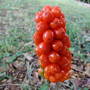 Lords & Ladies (Cuckoo Pint) Berries (Arum italicum (Lords and ladies))