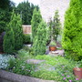 Miniture Conifers.