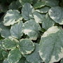 Ajuga_reptans__variegata_