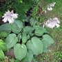 Big blue hosta flowers (Hosta)