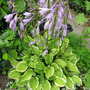 Hosta in bloom (Hosta Aureomarginata)