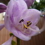 Hosta 2
