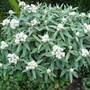 Anaphalis_triplinervis__sommerschnee_