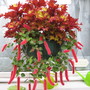 Cat's Tails and Coleus (ACALYPHA CAT'S TAIL)