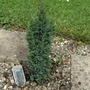 _ellwoods_pillar__chamaecyparis_lawsoniana