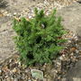 _vilmoriniana__cryptomeria_japonica