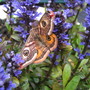 Moths in May !