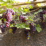 Grape (Black Hamburg) (Vitis vinifera (Grape vine))