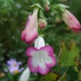Penstemon__pensham_laura_