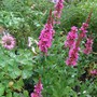 Lythrum salicaria 'Robert' (Lythrum salicaria)