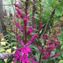 Lobelia 'Fan Burgundy Tanya' (Lobelia 'Fan Burgundy')