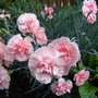 Perennial Pink  (Doris)