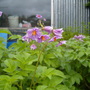 The humble potatoe flower (Solanum tuberosum (Salad potato))