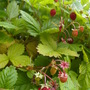 alpine strawberries (Fragaria vesca (Alpine Strawberry))