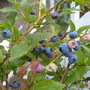 Blueberry Top Hat (Vaccinium corymbosum (Blueberry))