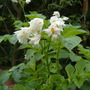 Potatoe flower white (Solanum tuberosum (Salad potato))