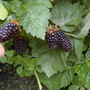 Thornless Blackberries (Rubus fruticosus (Blackberry))