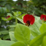 Asparagus Pea flower (Psophocarpus tetragonolobus (Asparagus Pea))