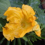 courgette flower