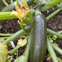 MMM courgettes!! (Cucurbita pepo (Courgette))