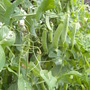 Peas in the pod