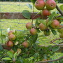 eating apples (Malus domestica (Apple))
