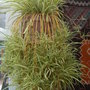 Spidey  (Chlorophytum comosum (Spider plant))