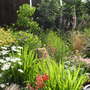 garden_on_14th_june__09_037.jpg