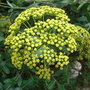 Bupleurum fruticosum (close-up) - 2009 (Bupleurum fruticosum)