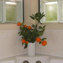 kumquots in the spa