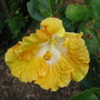 Hibiscus (Hibiscus)