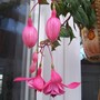 Pink Galore