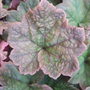 Tellima grandiflora 'Purpurteppich' (Tellima grandiflora (Fringe cups))