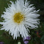 Leucanthemum 'Aglaia' (Leucanthemum x superbum (Shasta daisy))