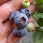 Blueberry (Vaccinium corymbosum (Blueberry))