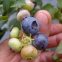 Vaccinium corymbosum (Blueberry)