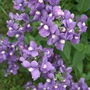 Nemesia 'Fleurie Blue' (Nemesia)