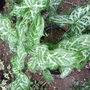 Arum italicum 'Marmoratum' (Arum italicum (Lords and ladies))