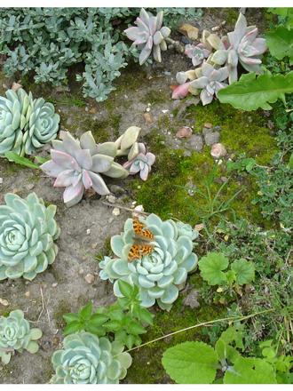 Echeveria secunda and Comma Butterfly (Echeveria secunda)