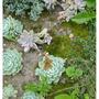 Echeveria secunda and Comma Butterfly (Echeveria secunda)